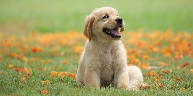 dog-puppy-on-garden-royalty-free-image-1586966191